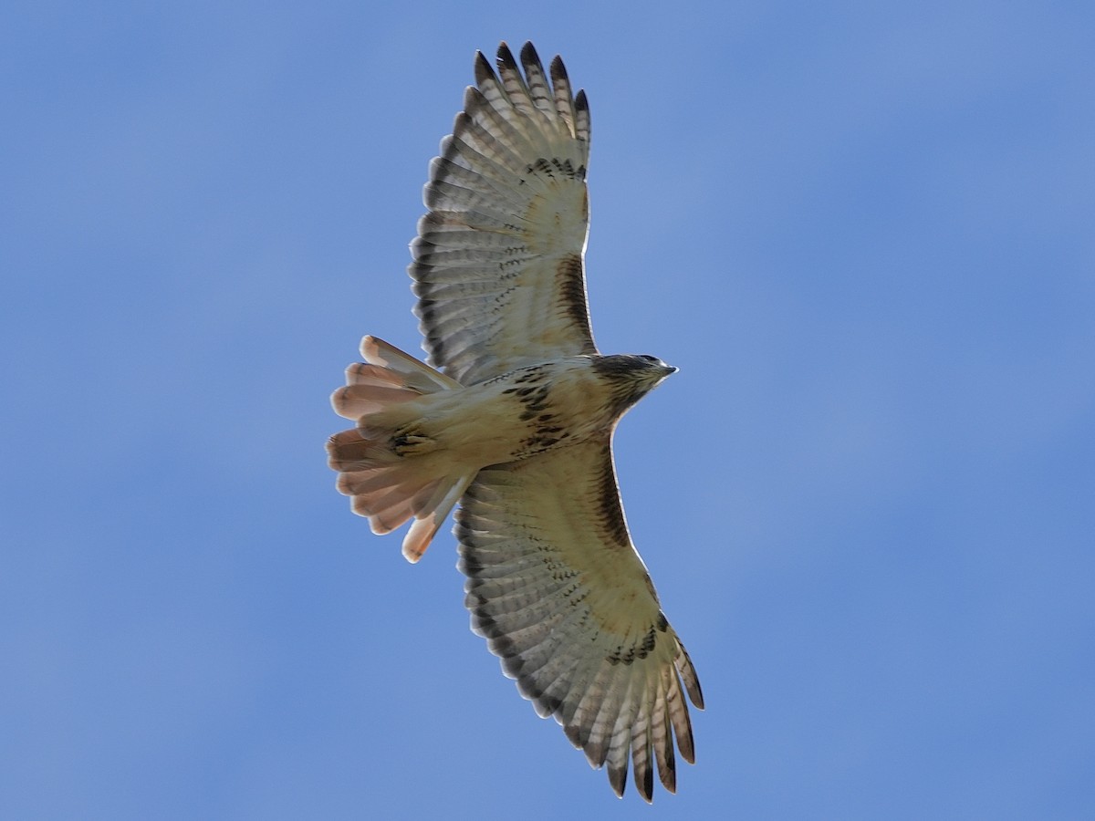 Red-tailed Hawk - ML642869057
