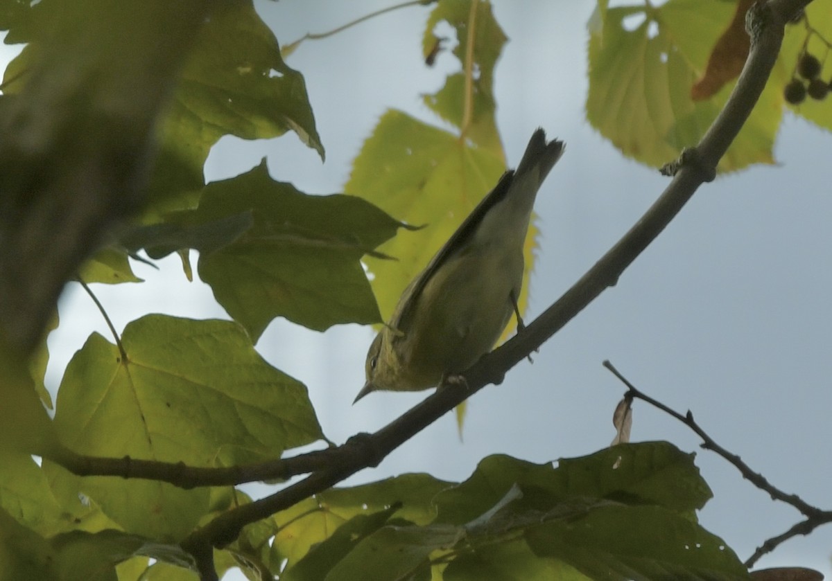Tennessee Warbler - ML642869062