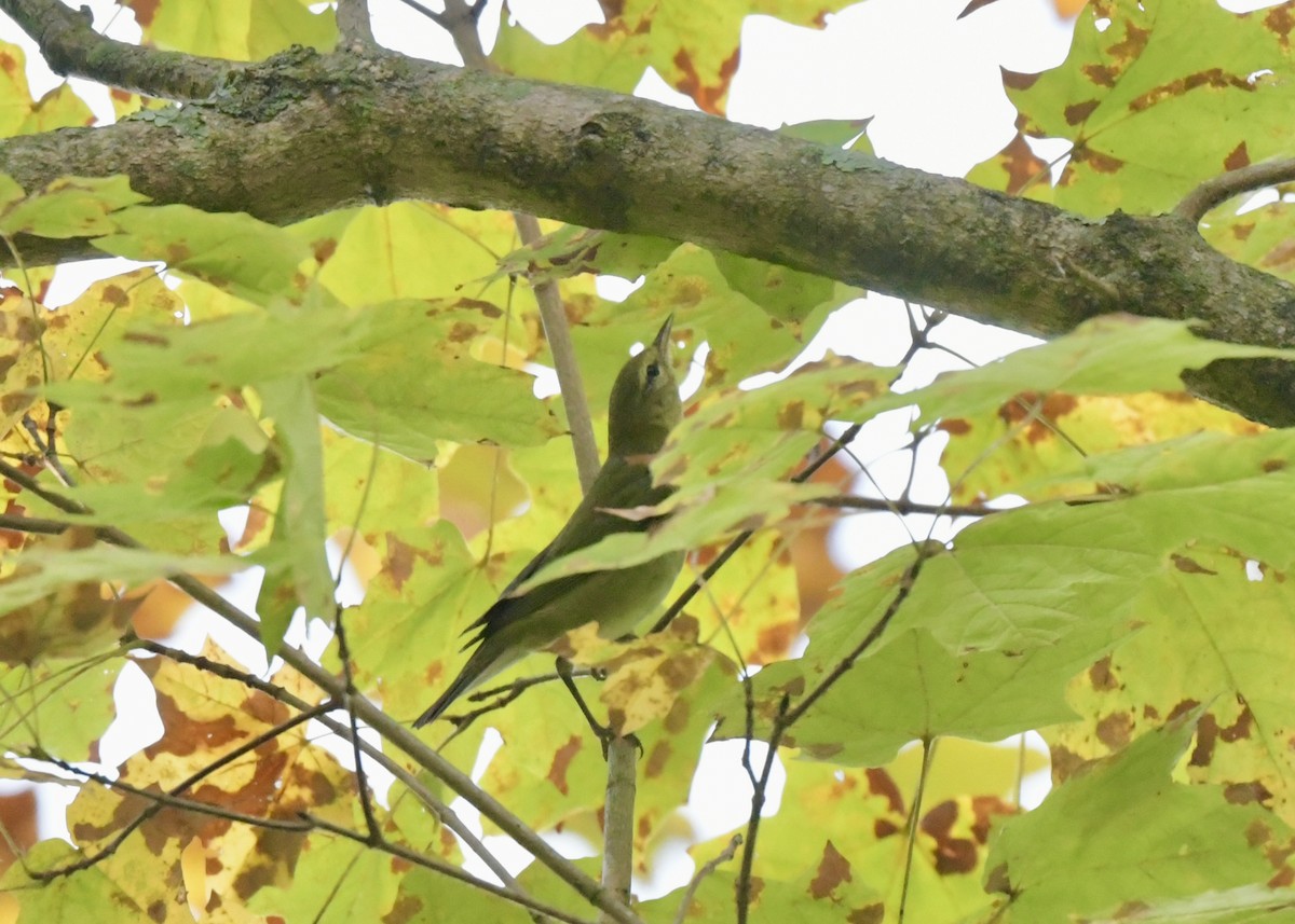 Tennessee Warbler - ML642869063