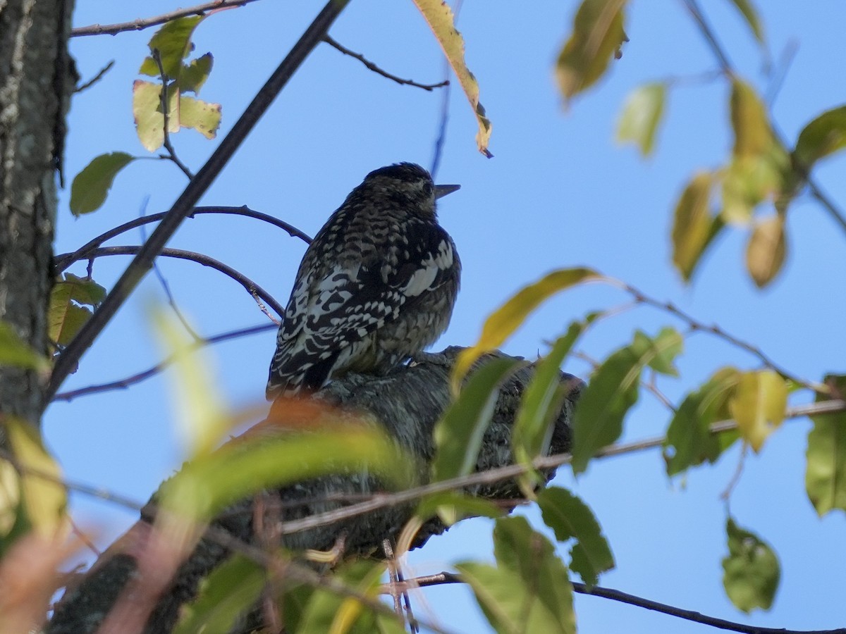 Yellow-bellied Sapsucker - ML642869070