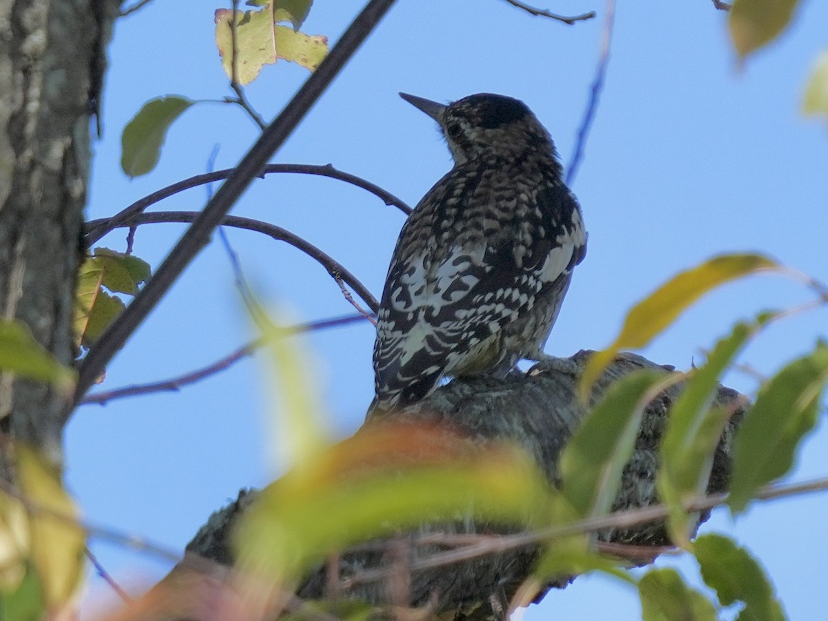 Yellow-bellied Sapsucker - ML642869071