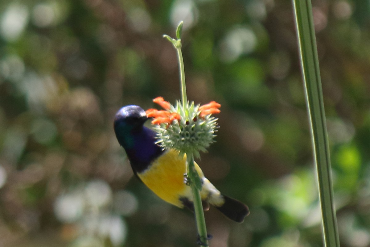 Variable Sunbird - ML642869072