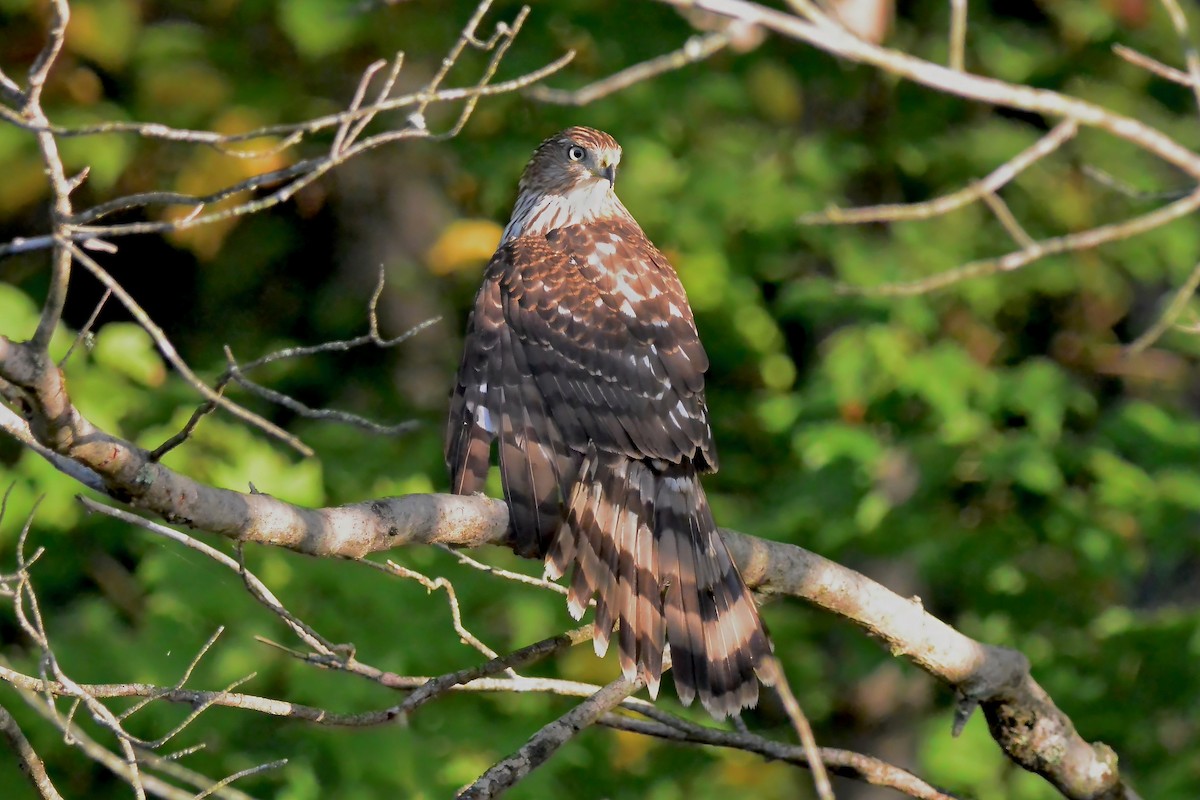Cooper's Hawk - ML642869075