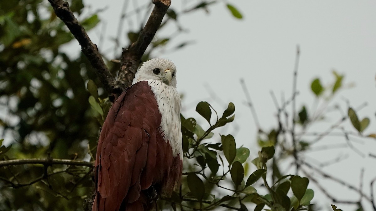 Brahminy Kite - ML642869082