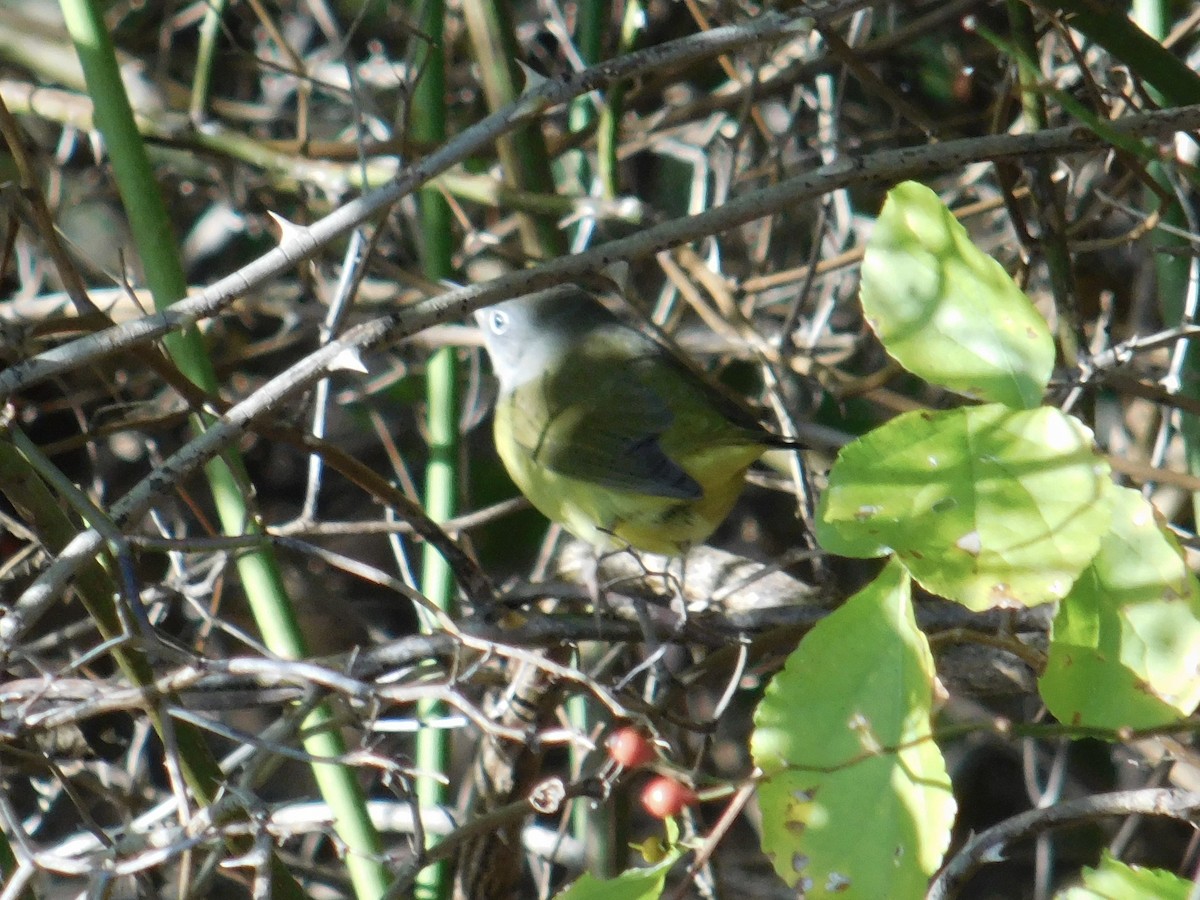 Connecticut Warbler - ML642869083