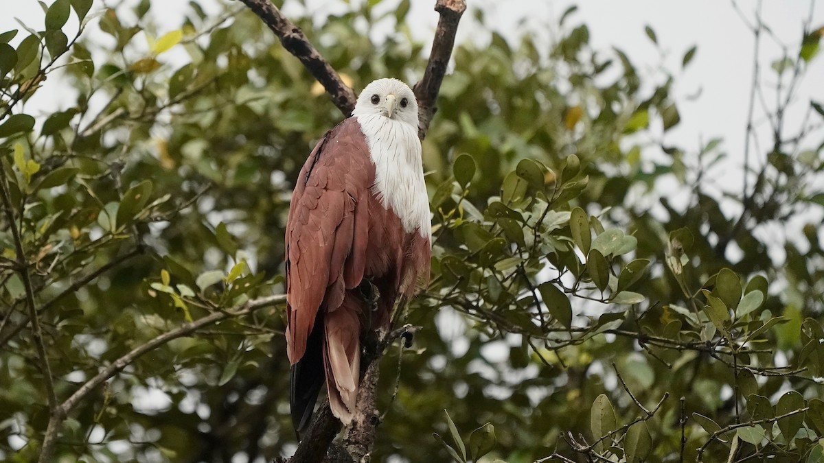 Brahminy Kite - ML642869084