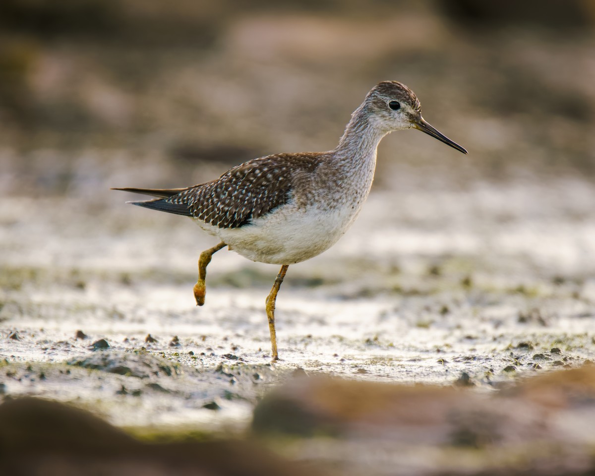 Lesser Yellowlegs - ML642869085