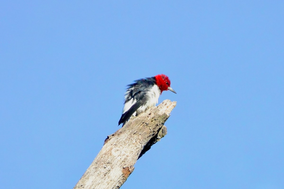 Red-headed Woodpecker - ML642869086