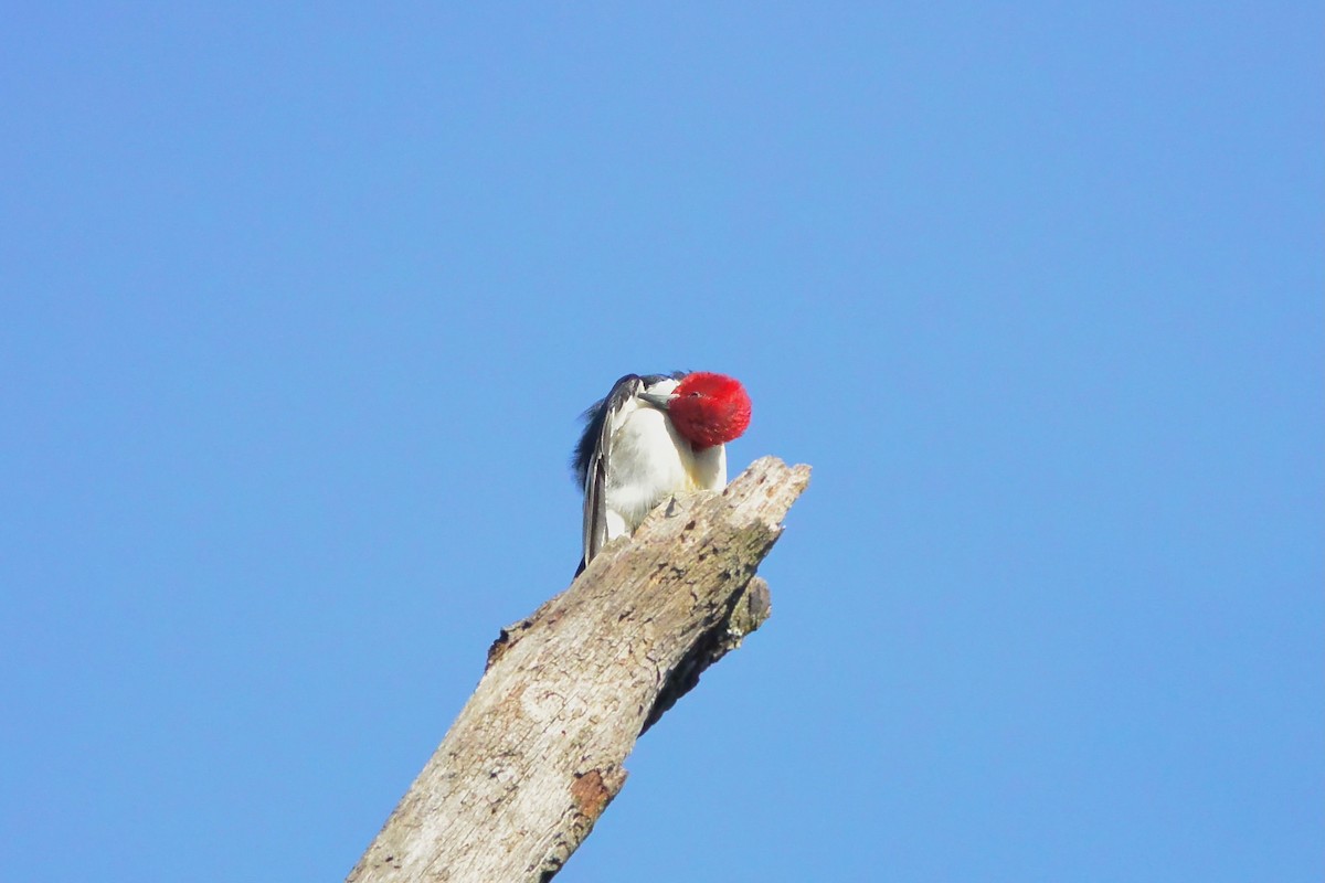 Red-headed Woodpecker - ML642869089