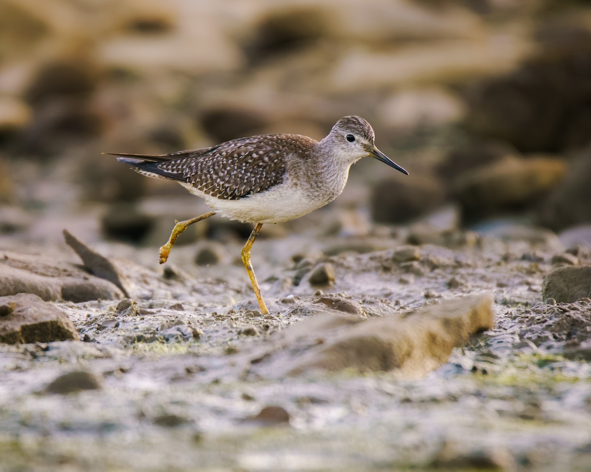 Lesser Yellowlegs - ML642869090
