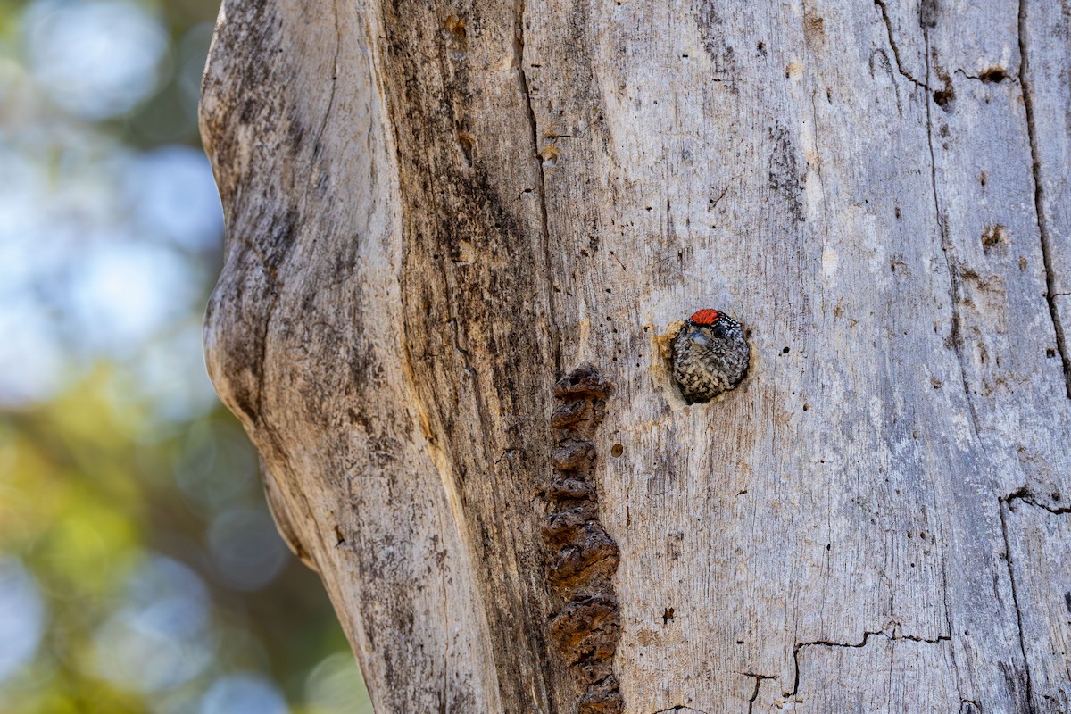 White-wedged Piculet - ML642869091