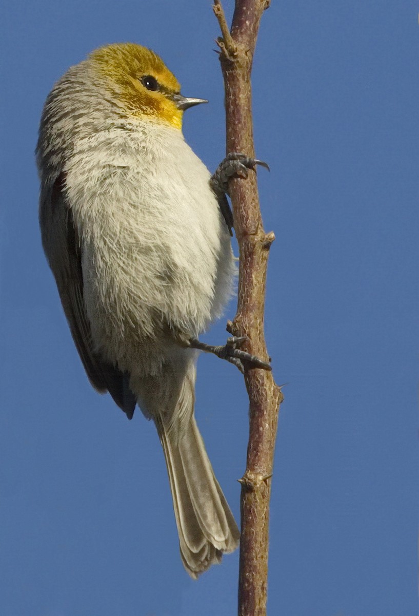 Verdin - ML642869094