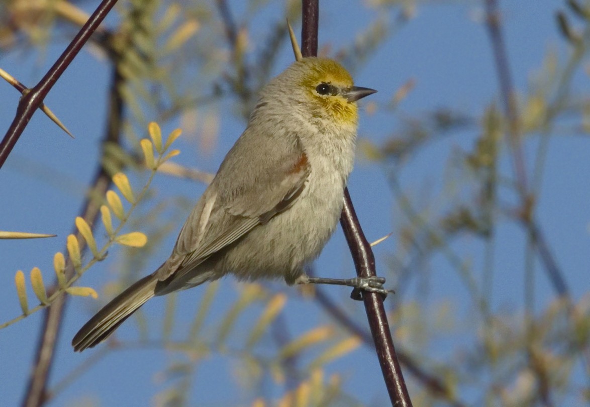 Verdin - ML642869096