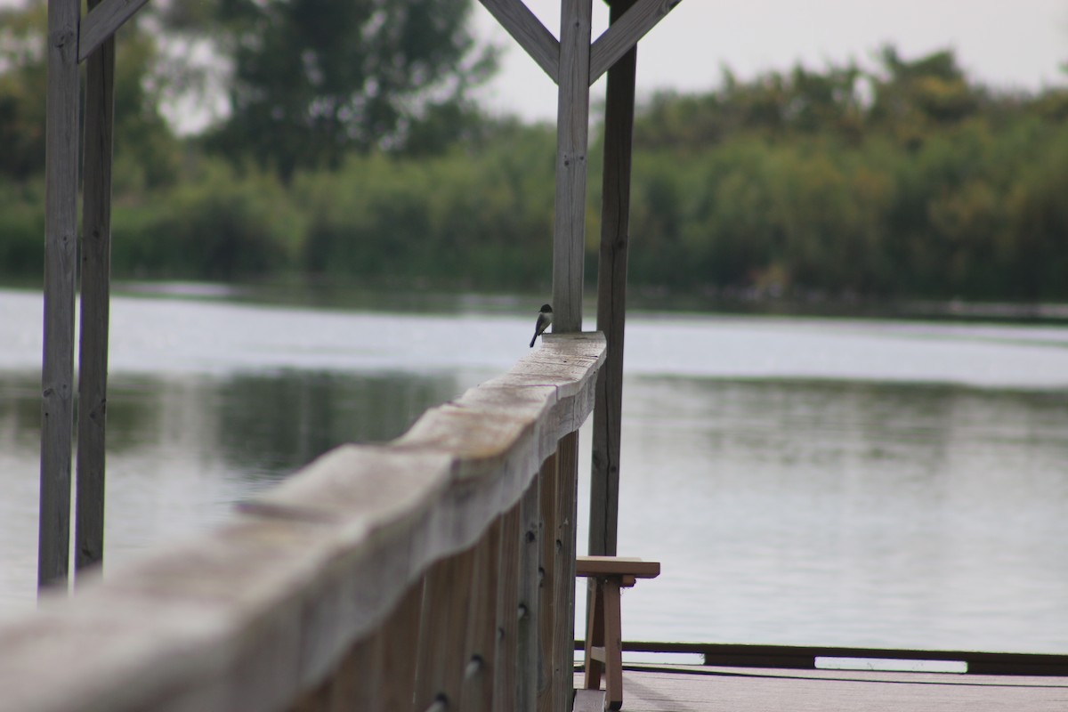 Eastern Phoebe - ML642869121