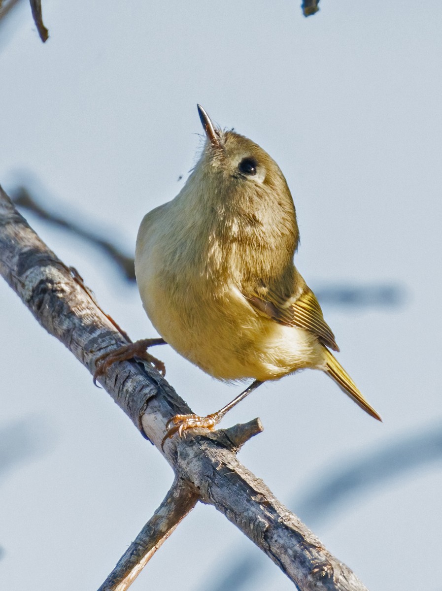 Ruby-crowned Kinglet - ML642869126