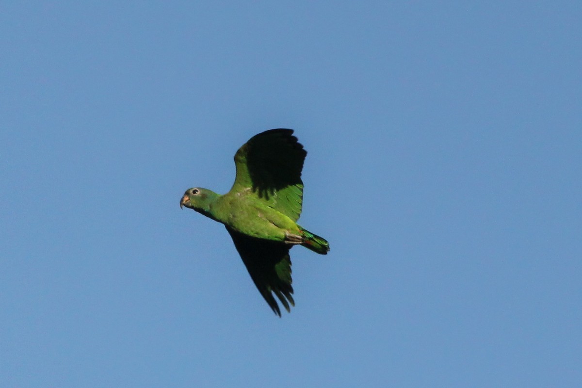 キボウシミドリインコ - ML642869141