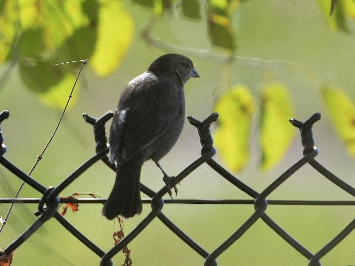 Brown-headed Cowbird - ML642869145
