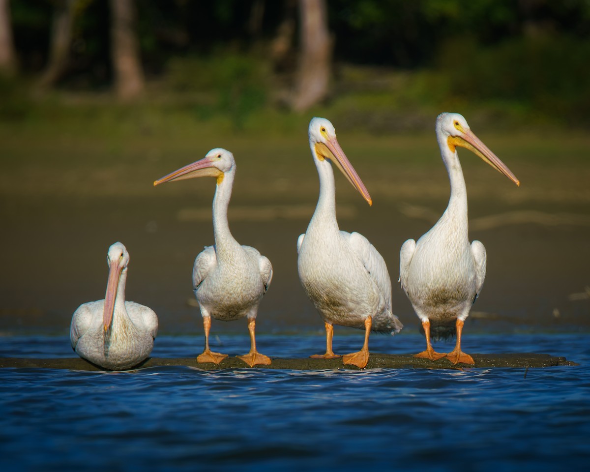American White Pelican - ML642869148