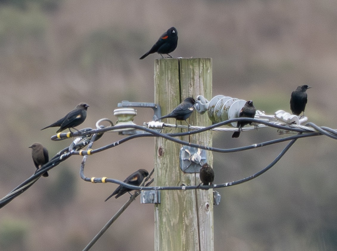 Tricolored Blackbird - ML642869149