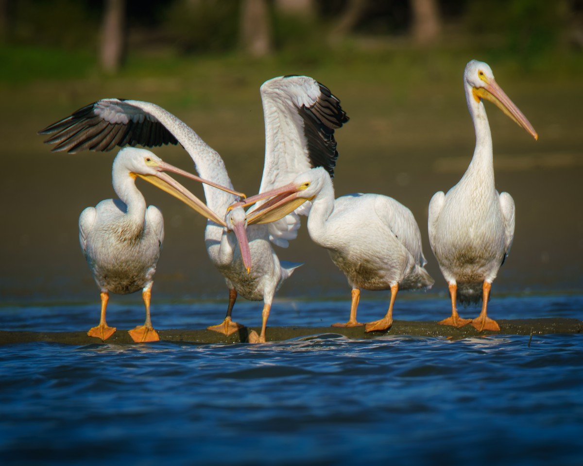 American White Pelican - ML642869152
