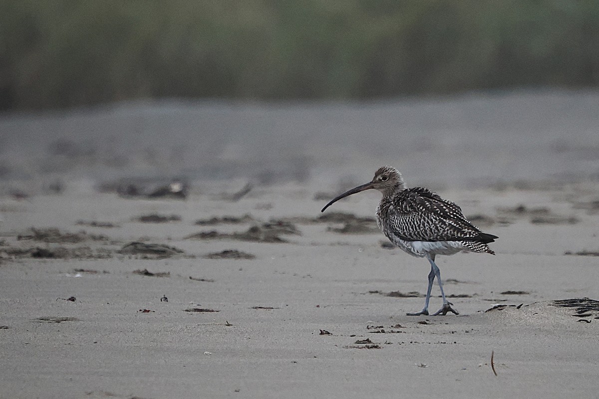 Eurasian Curlew - ML642869154