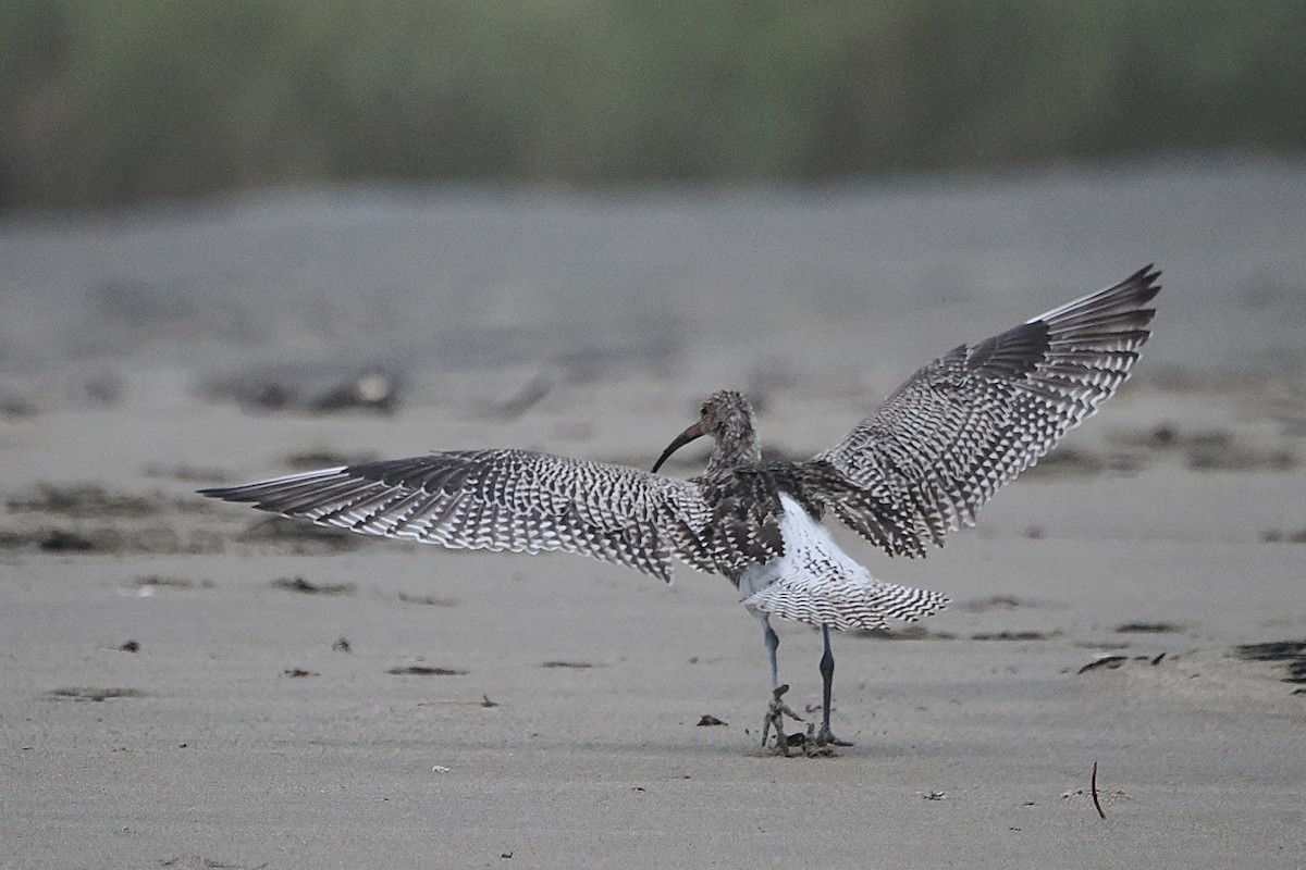 Eurasian Curlew - ML642869155