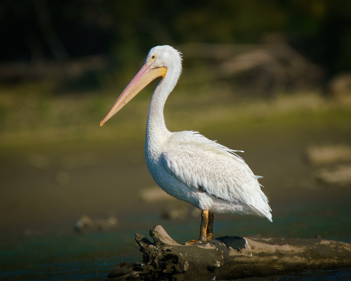 American White Pelican - ML642869156