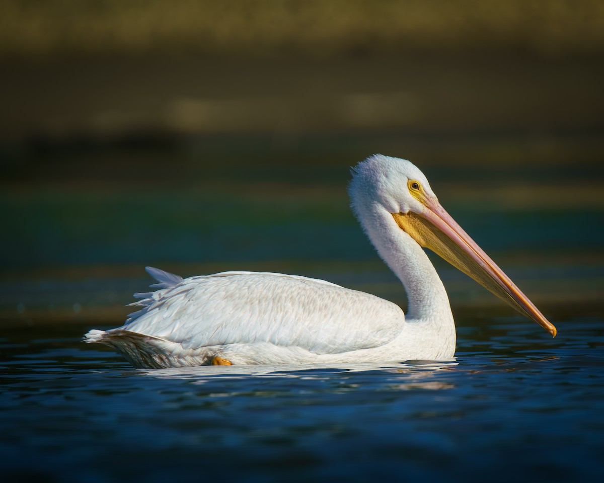 American White Pelican - ML642869157
