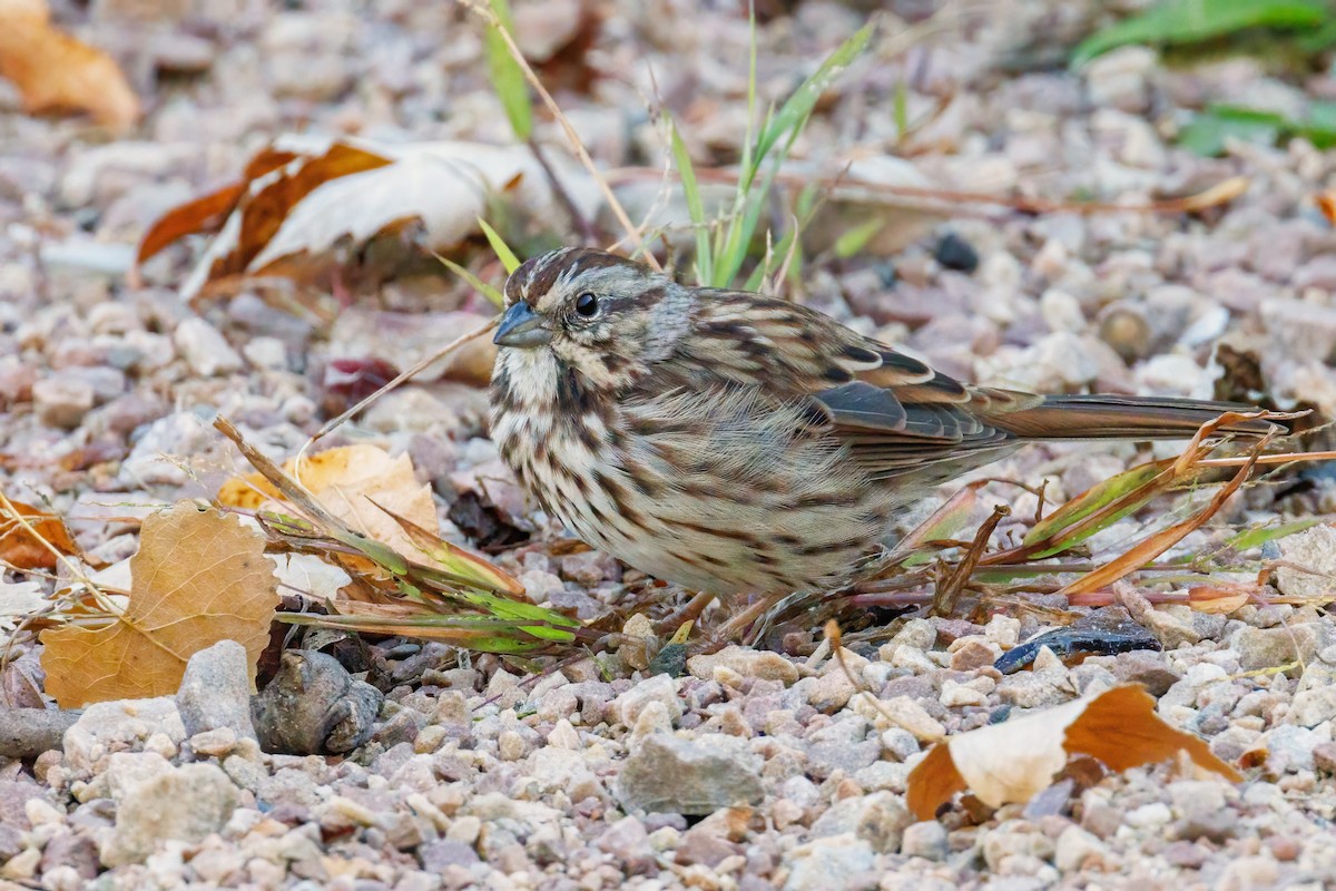 Song Sparrow - ML642869159