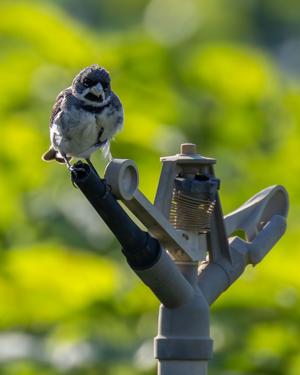 Double-collared Seedeater - ML642869160