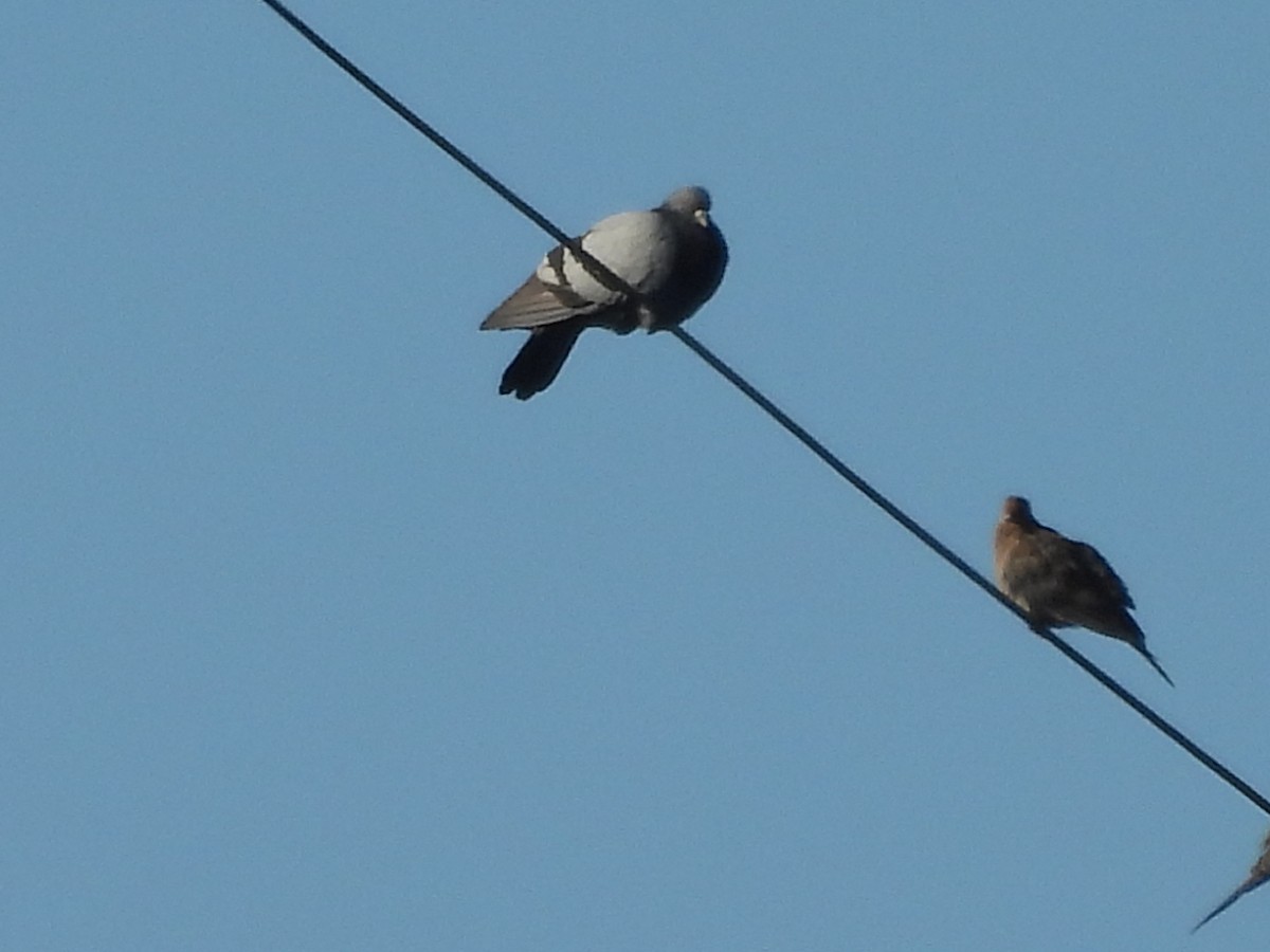Rock Pigeon (Feral Pigeon) - ML642869167