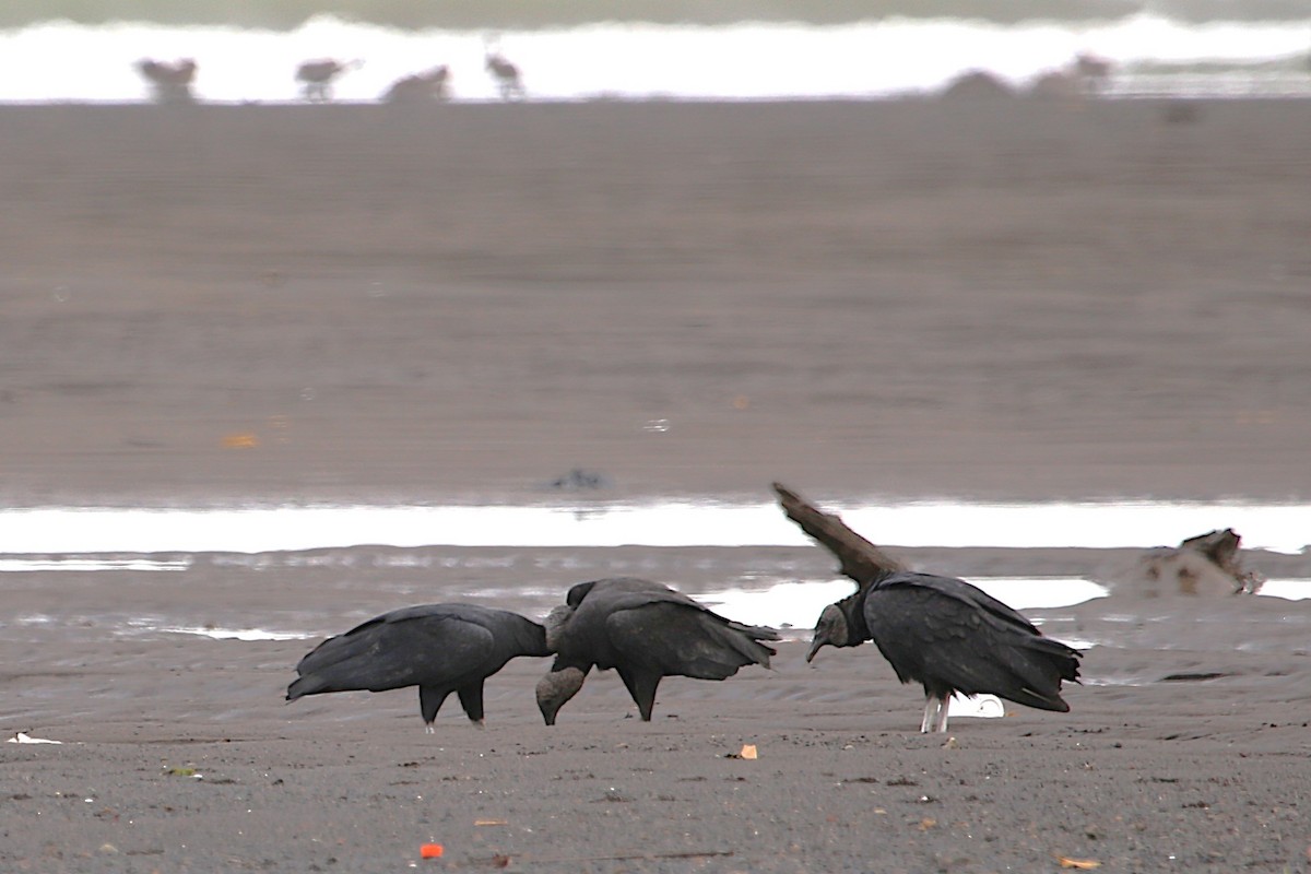 Black Vulture - ML642869170