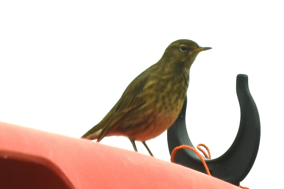 Rock Pipit - ML642869180
