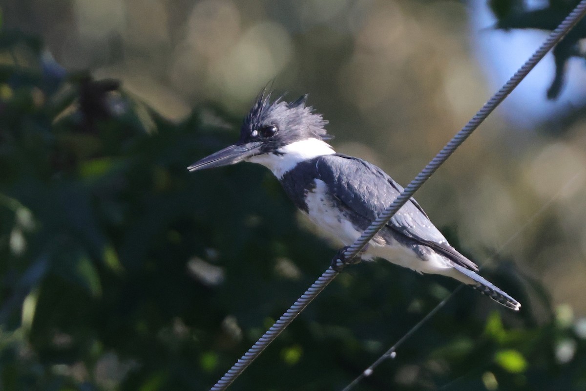Belted Kingfisher - ML642869181