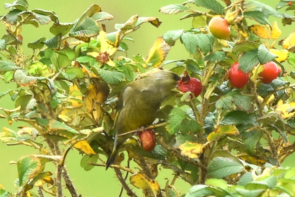 European Greenfinch - ML642869185
