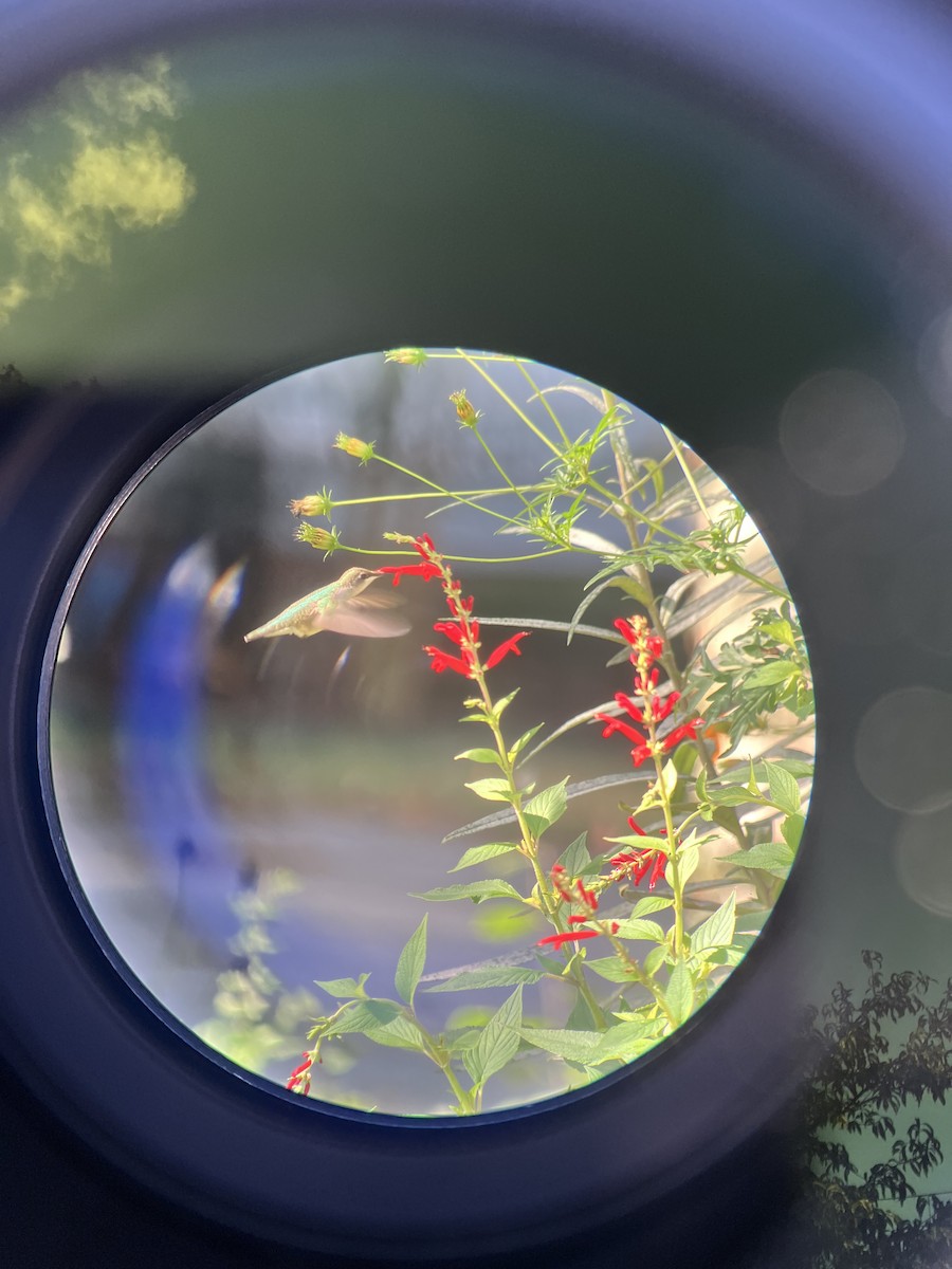 Ruby-throated Hummingbird - ML642869186