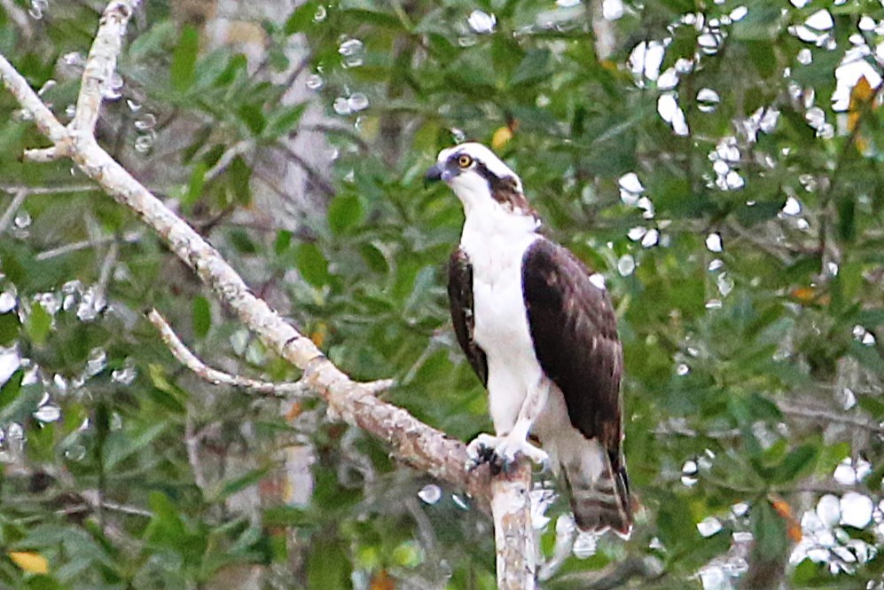 Osprey - ML642869193