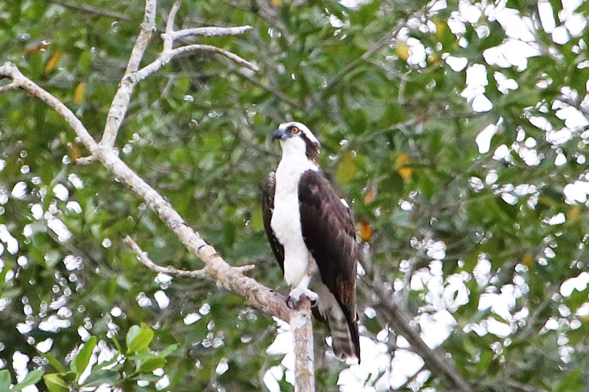 Osprey - ML642869194