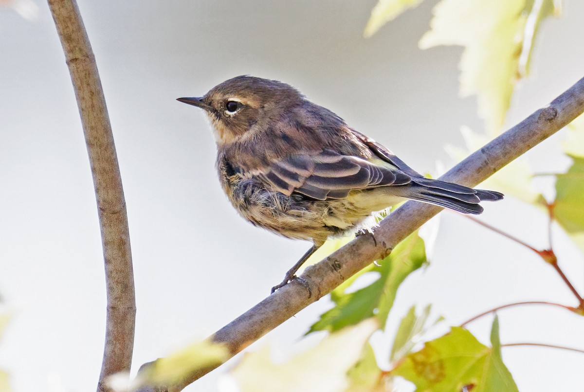 Yellow-rumped Warbler - ML642869205