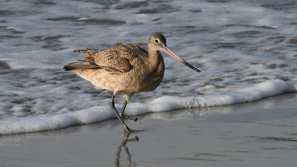 Marbled Godwit - ML642869230