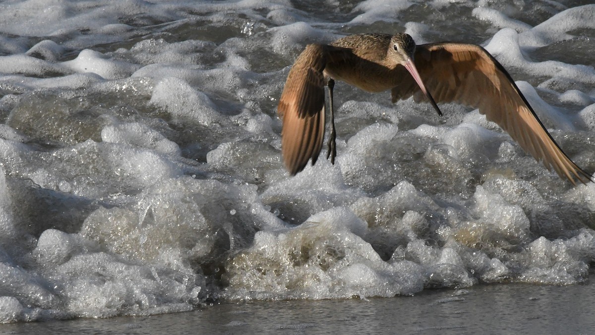 Marbled Godwit - ML642869231