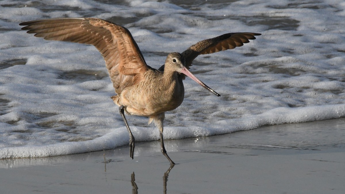 Marbled Godwit - ML642869232
