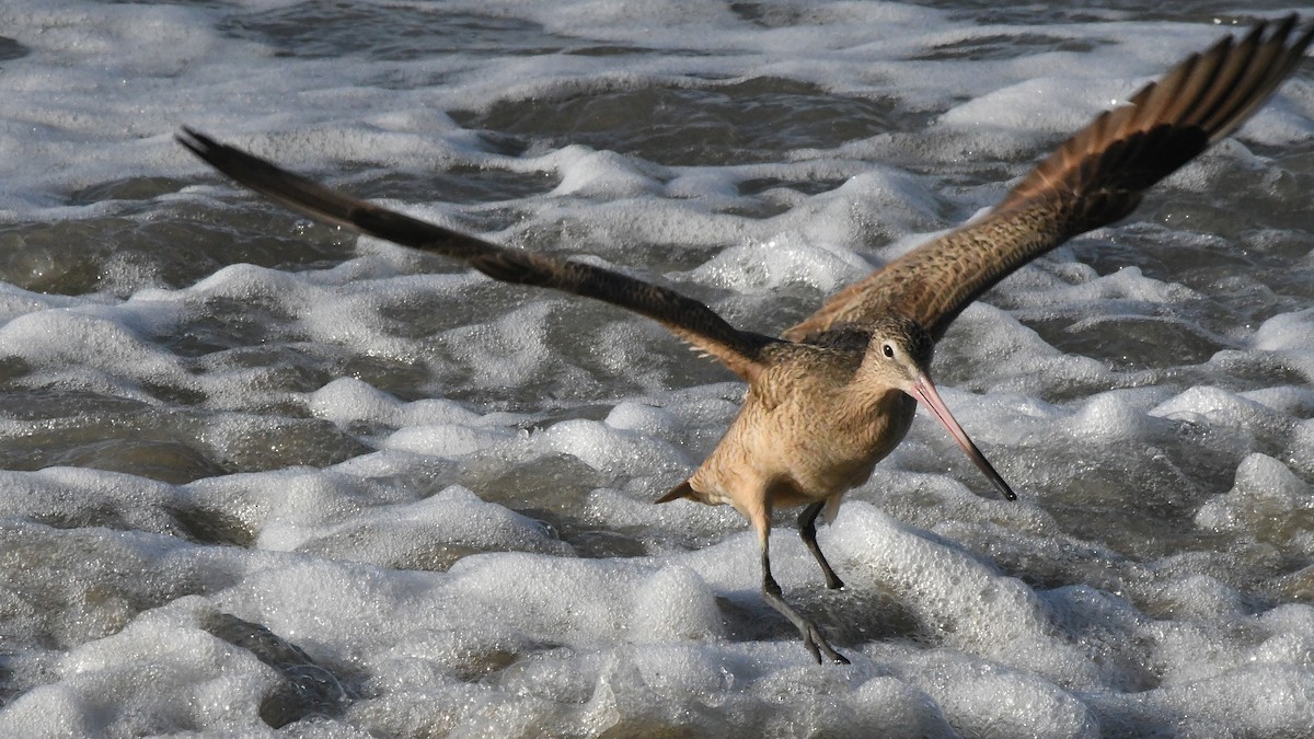 Marbled Godwit - ML642869233
