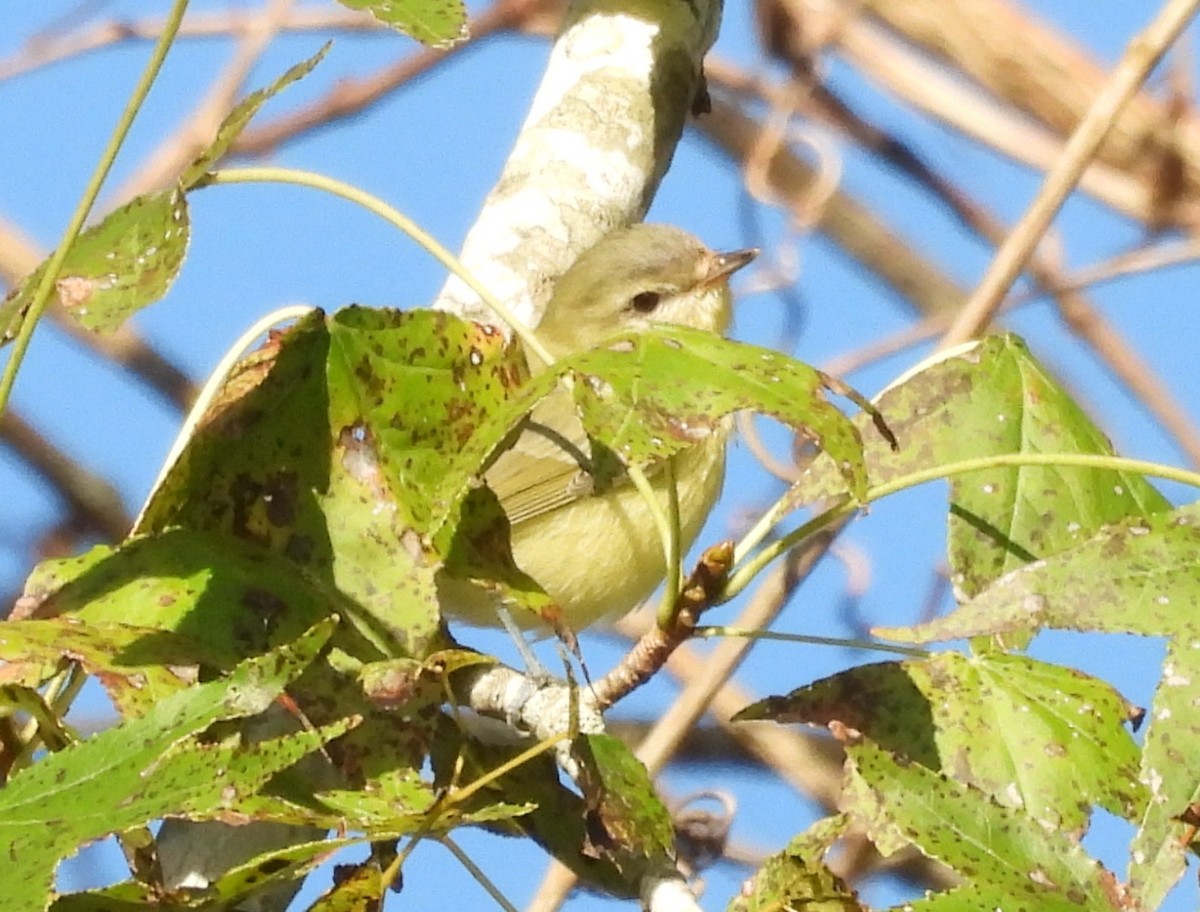 Philadelphia Vireo - ML642869234