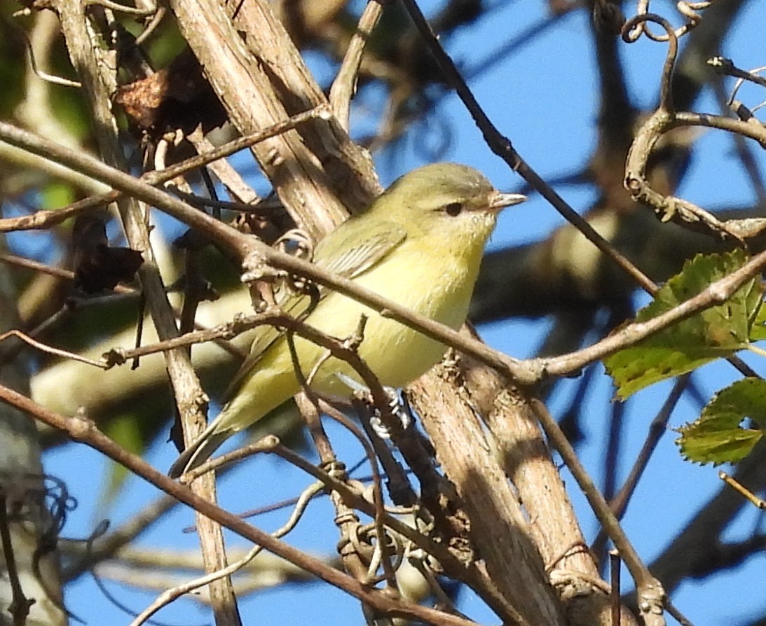 Philadelphia Vireo - ML642869235
