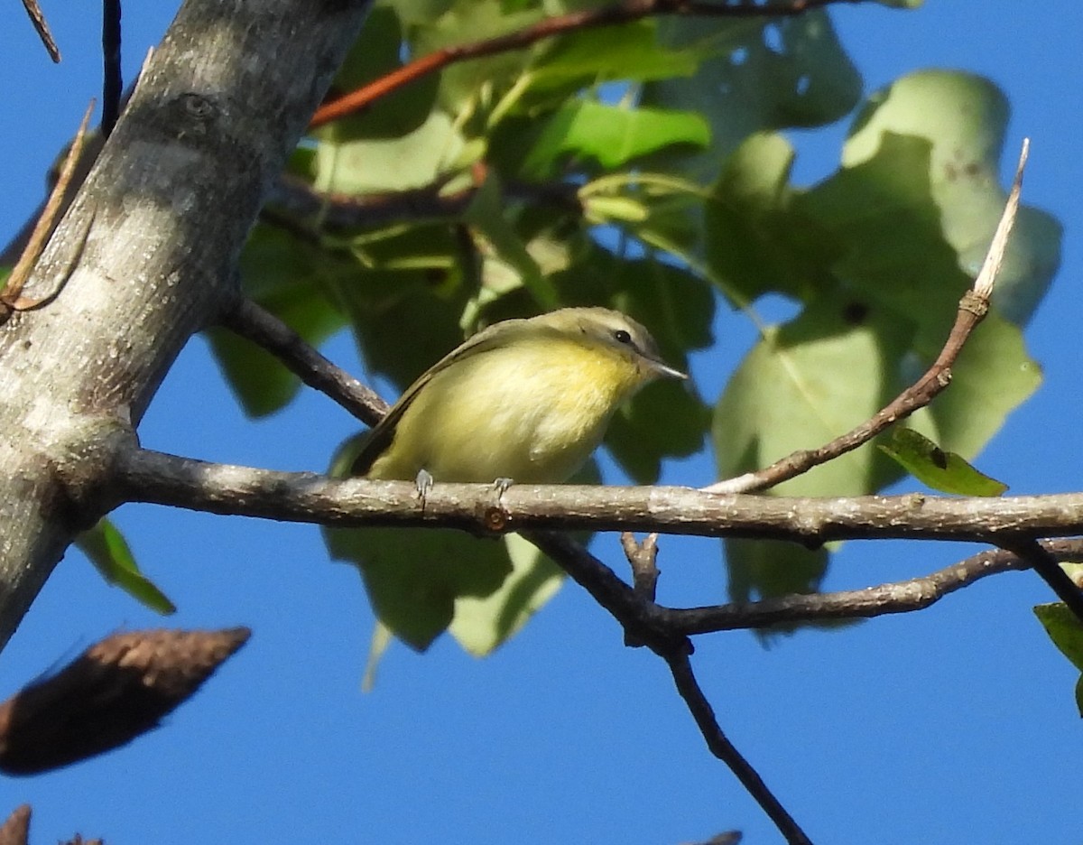 Philadelphia Vireo - ML642869236