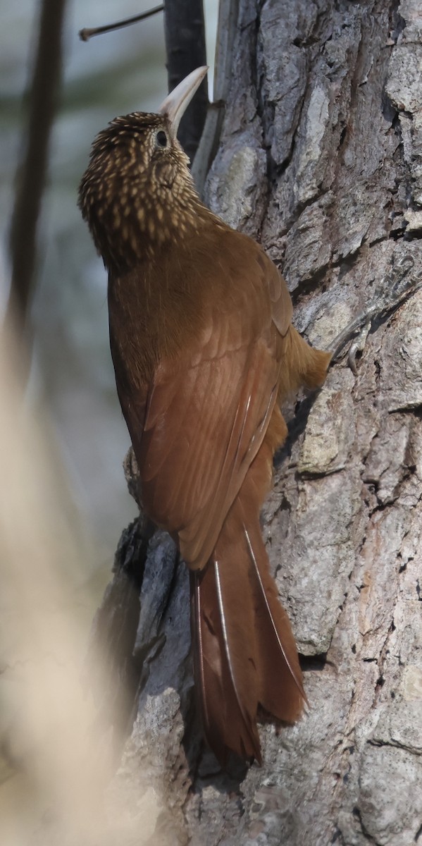 Buff-throated Woodcreeper - ML642869246