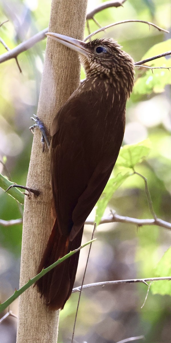 Buff-throated Woodcreeper - ML642869247