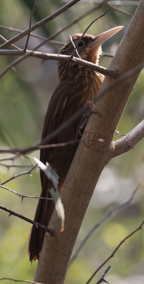 Buff-throated Woodcreeper - ML642869248