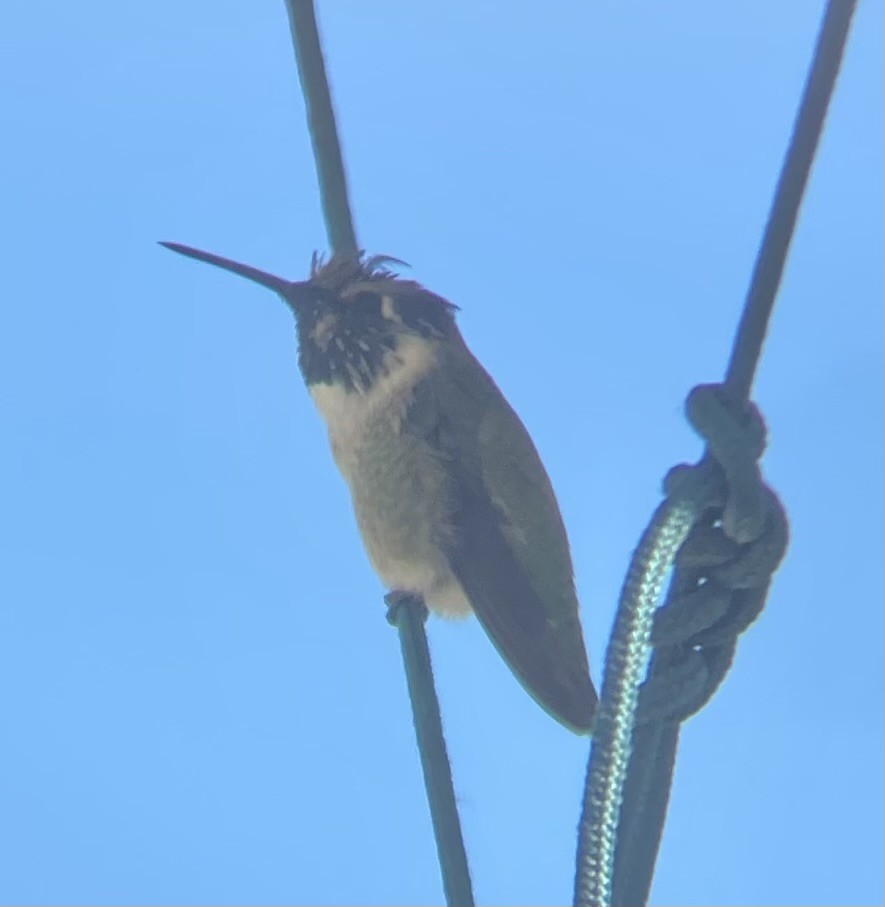 Colibri de Costa - ML642869252